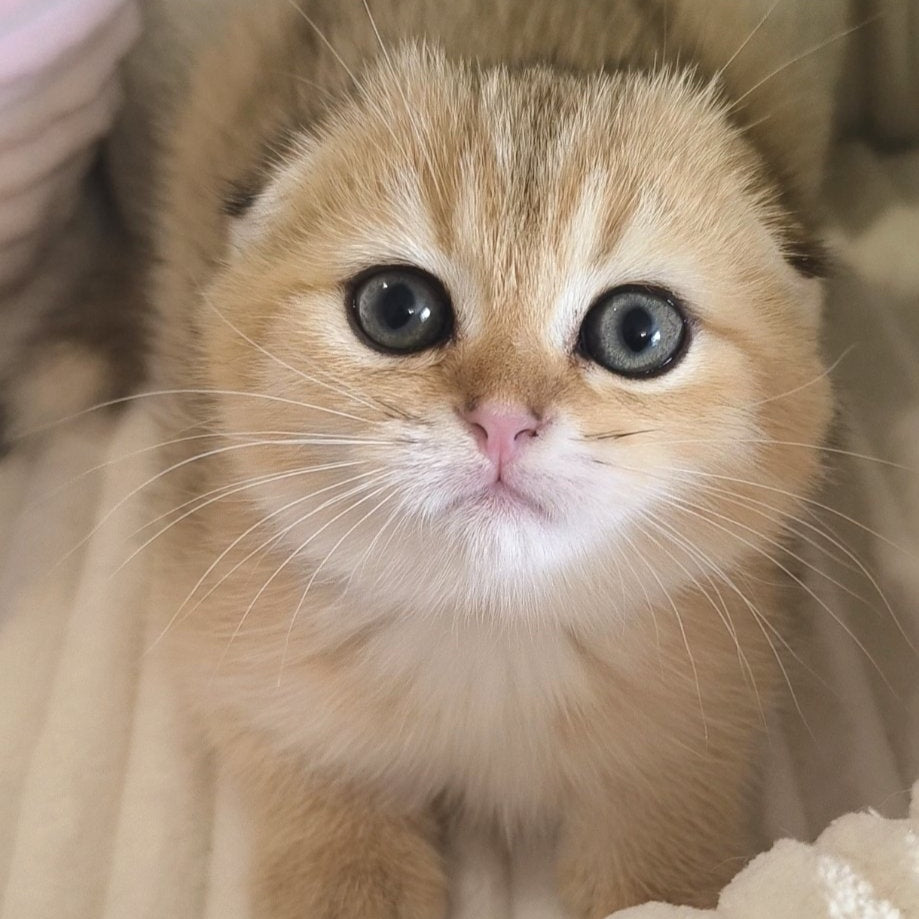 Marik Scottish Fold male, black golden ticked tabby