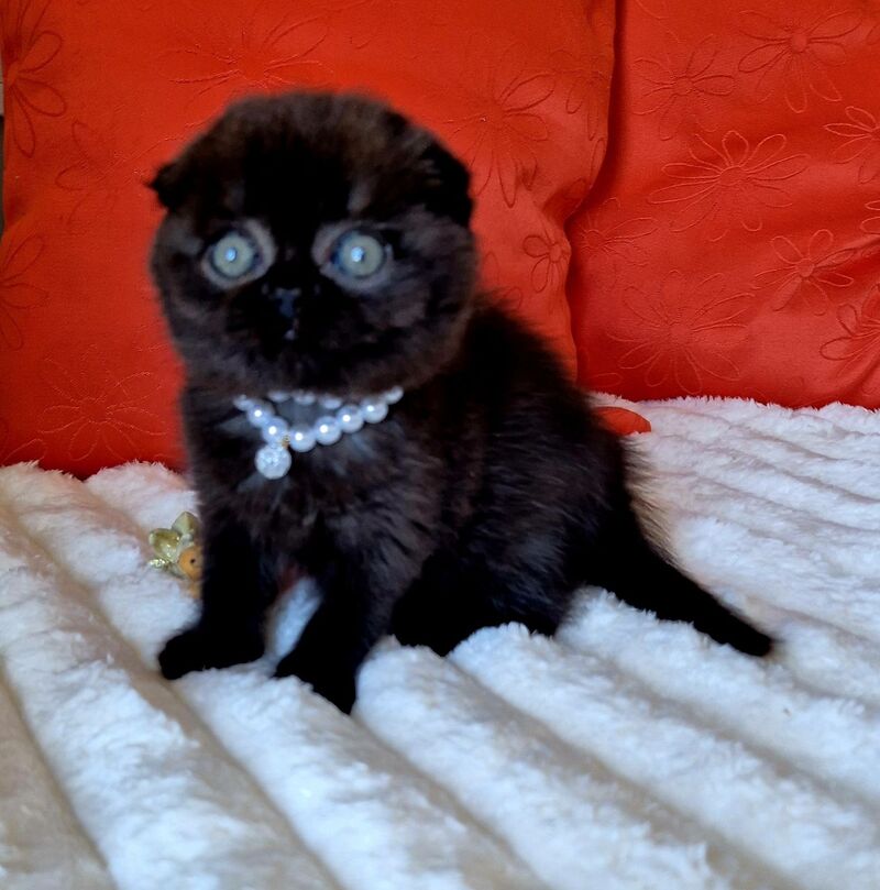 Koko Scottish Fold female chocolate - live animals