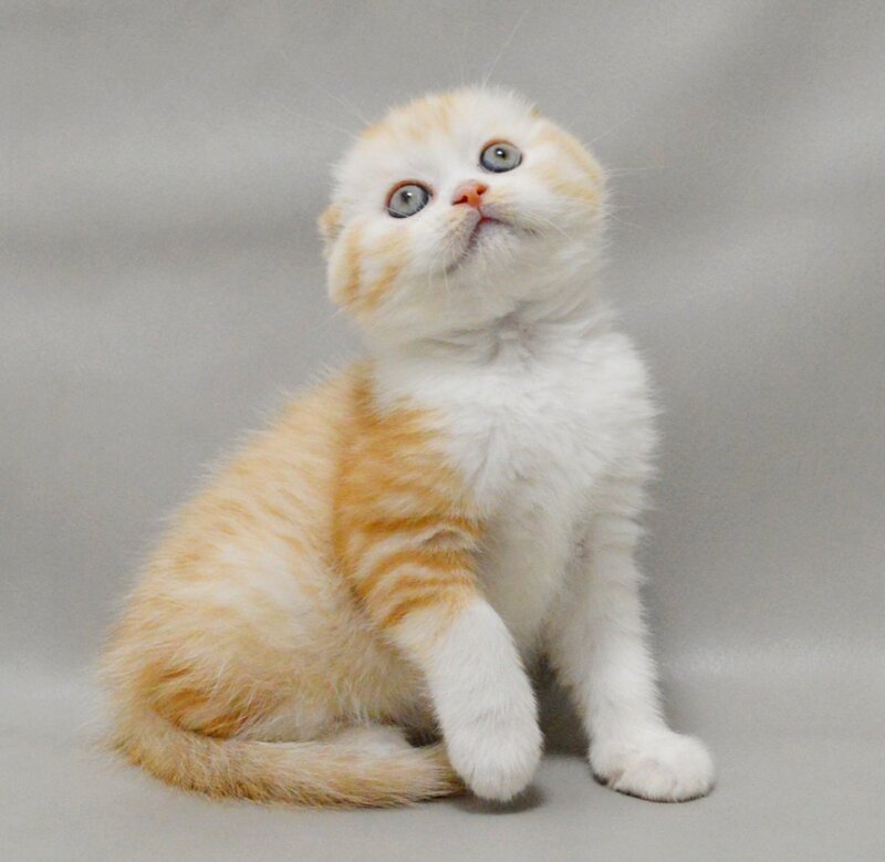Vincent Scottish Fold male red silver spotted tabby bicolour - live animals