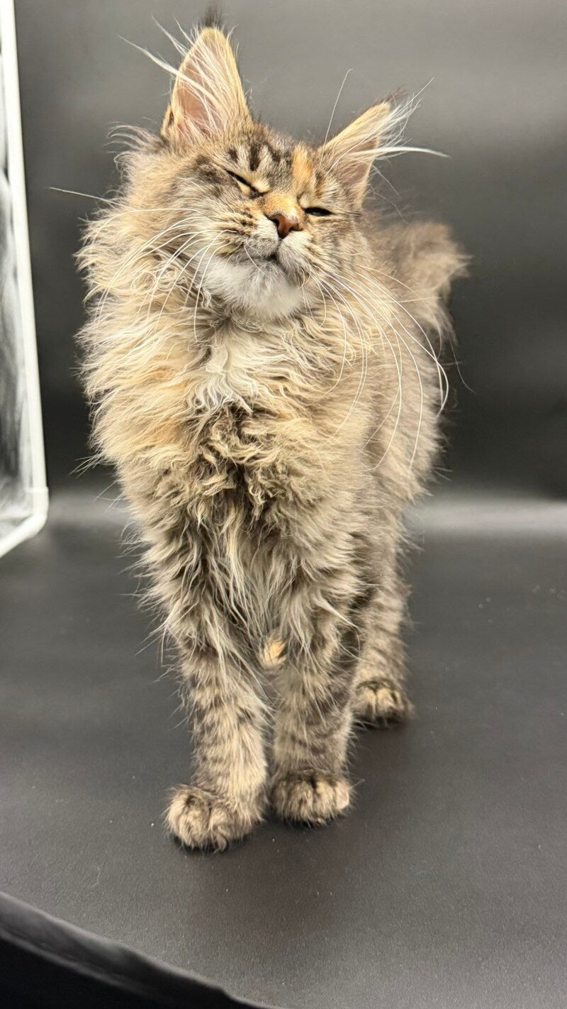 Werra Maine Coon female black tortie spotted tabby - live animals