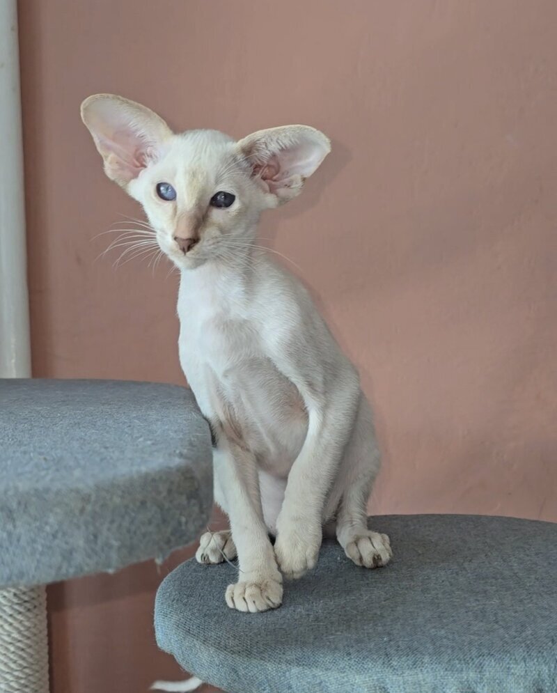 Martin Siamese male lilac - live animals