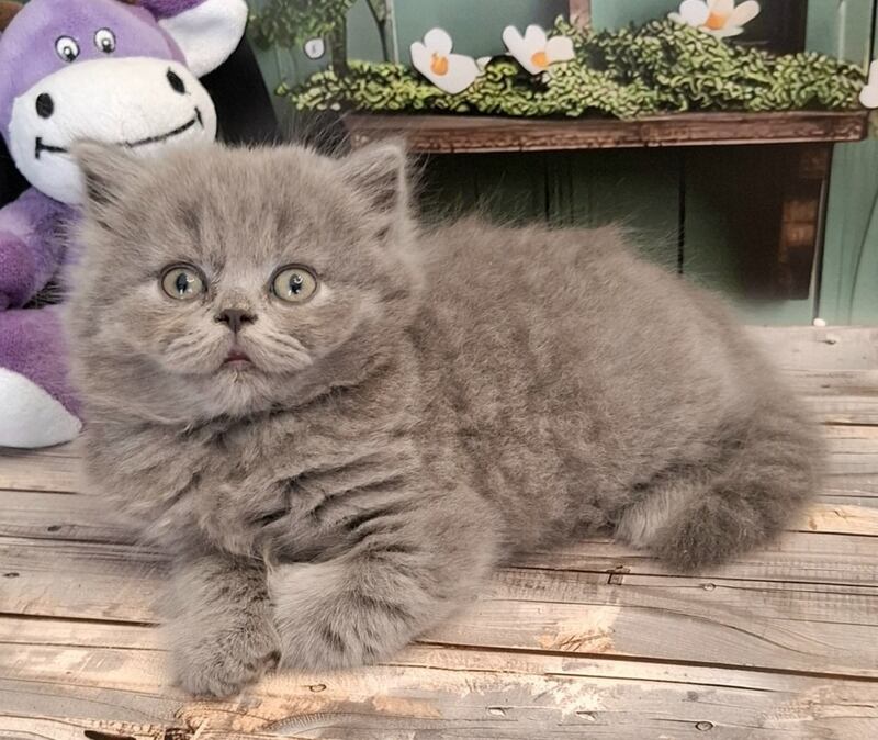 Ostap British Longhair male, blue