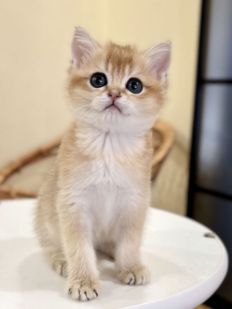 Diamond British Shorthair male black golden shaded - live animals
