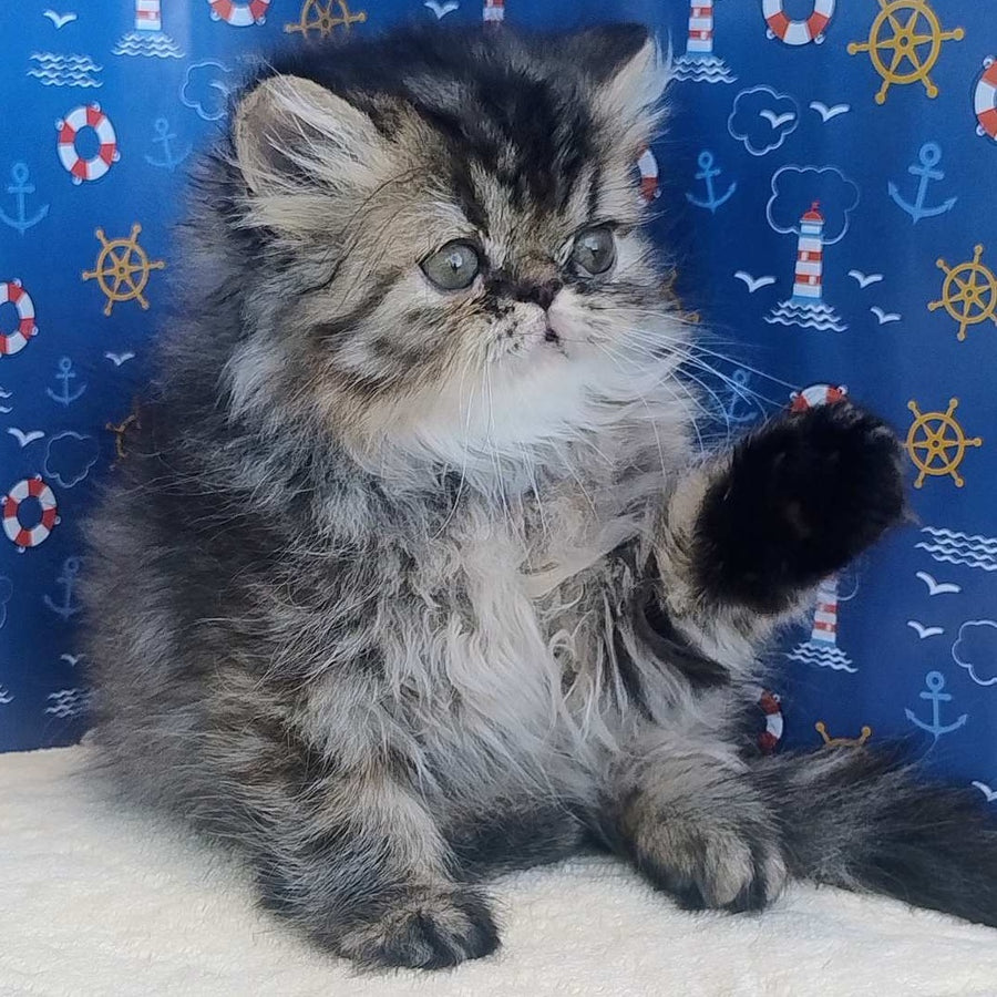 Bless Persian female, black tortie