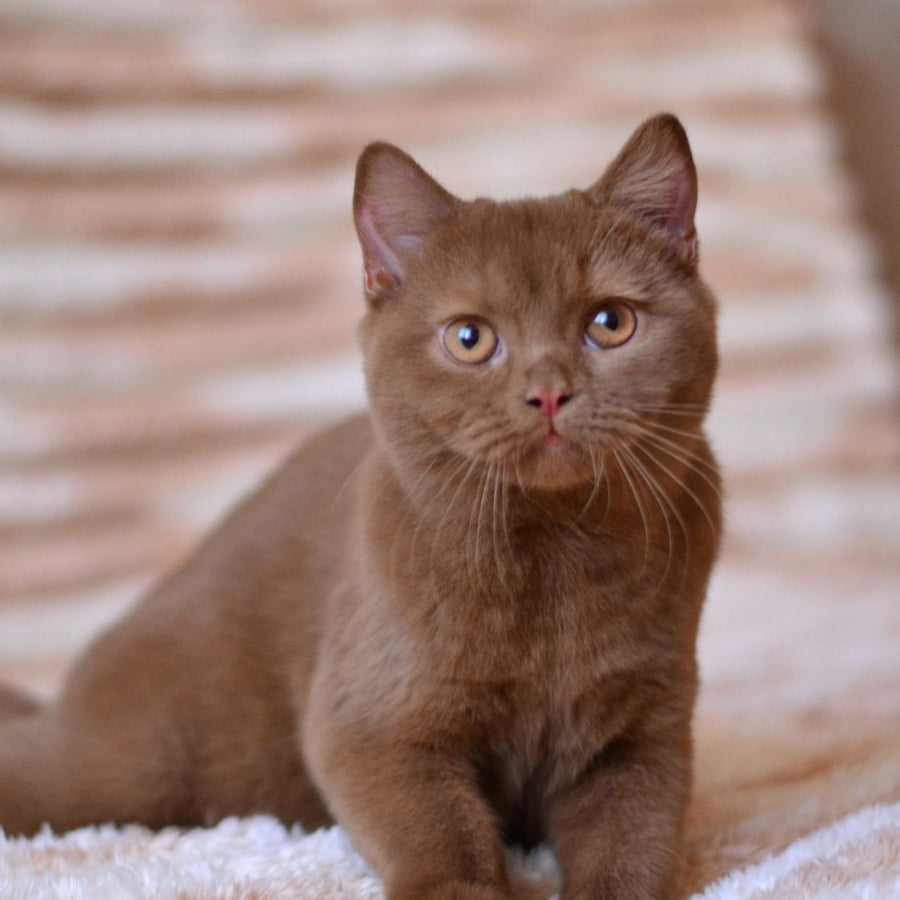 Evan British Shorthair male, cinnamon