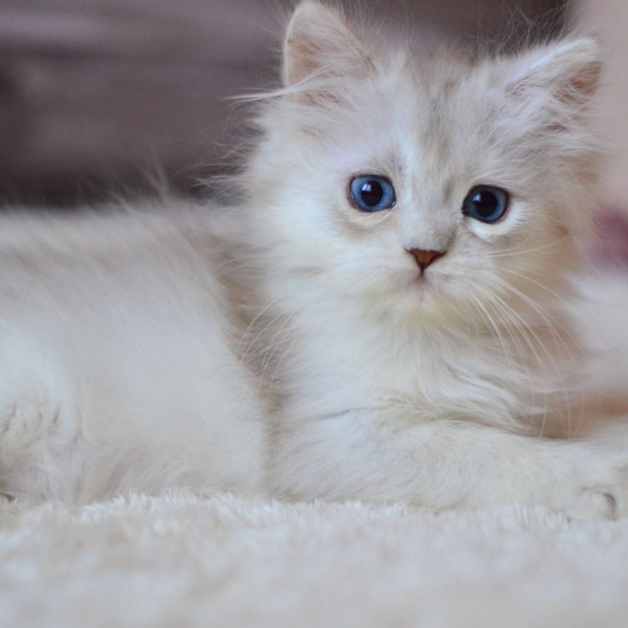 Harley British Longhair male, blue silver shaded