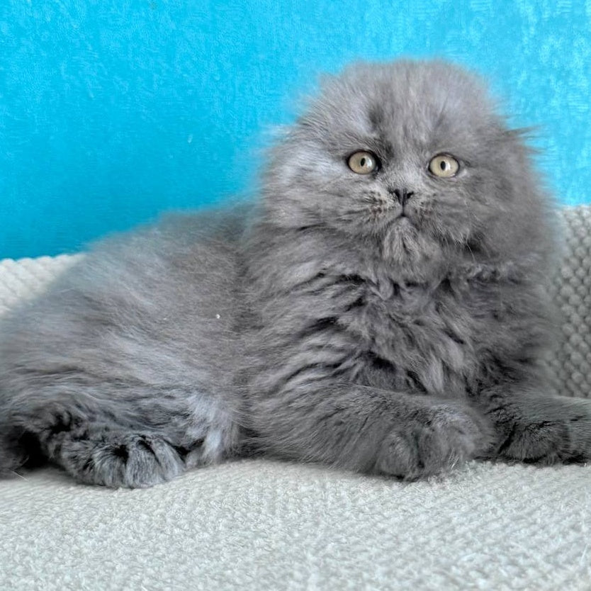 Kasper Scottish Fold male, blue