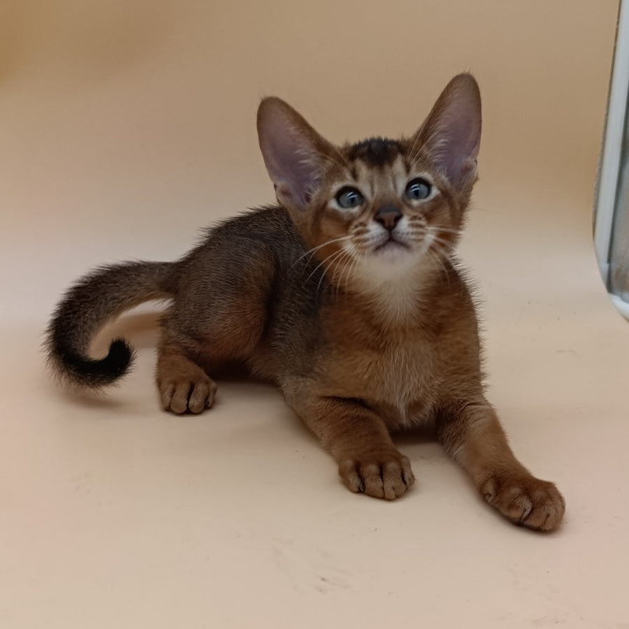 Morgan Abyssinian male, ruddy