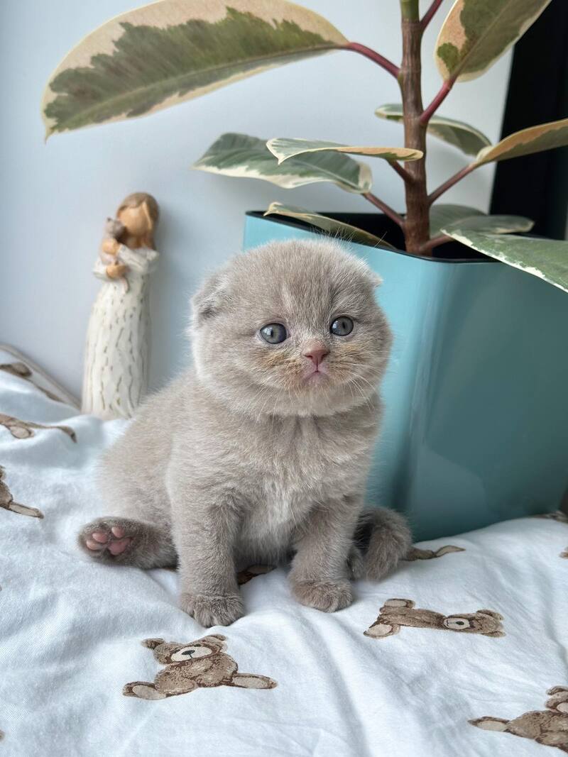 Nala Scottish Fold female, lilac