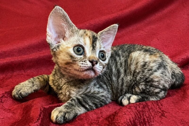Bella Devon Rex female black tortie spotted tabby - live animals