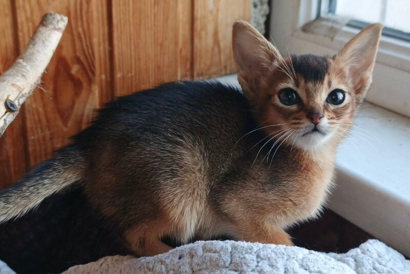 Grace Abyssinian female ruddy - live animals