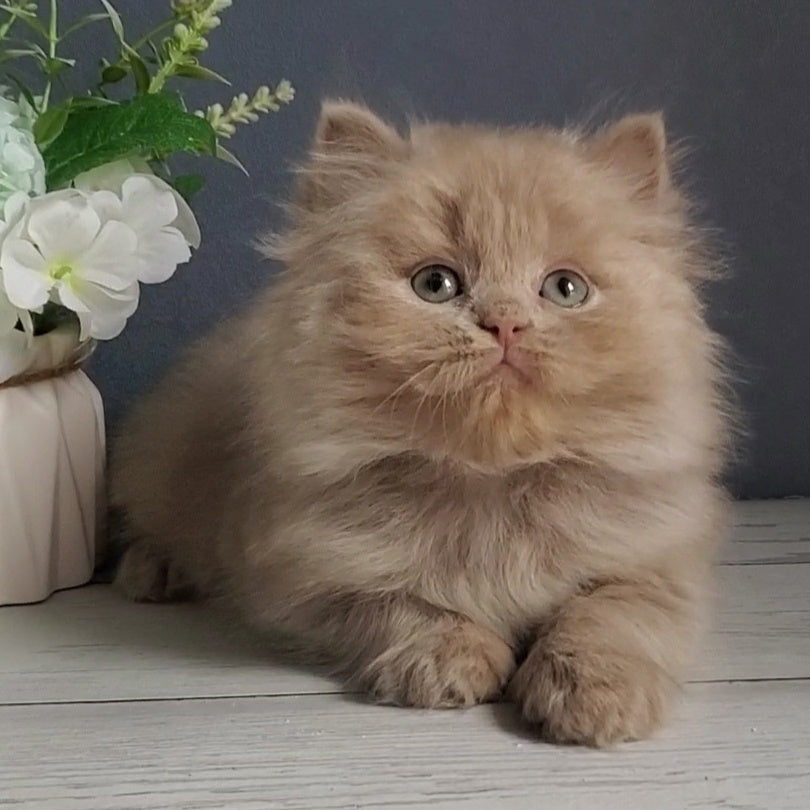 Finyk British Longhair male, fawn