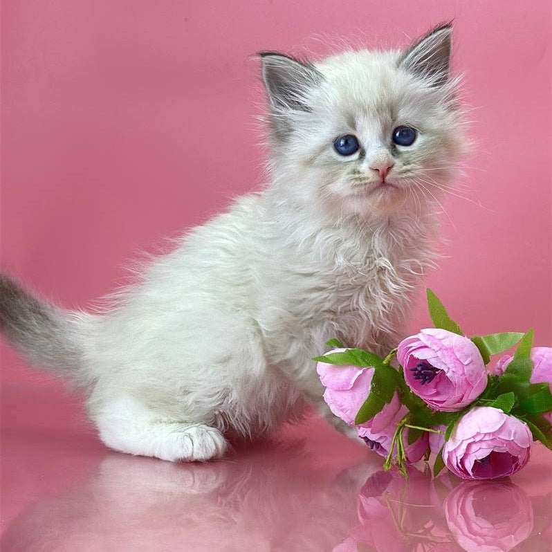 Aurelia Siberian female, seal tabby pointed