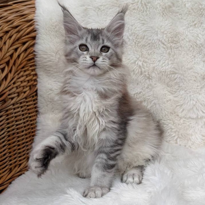 Bailey Maine Coon female, black silver ticked tabby