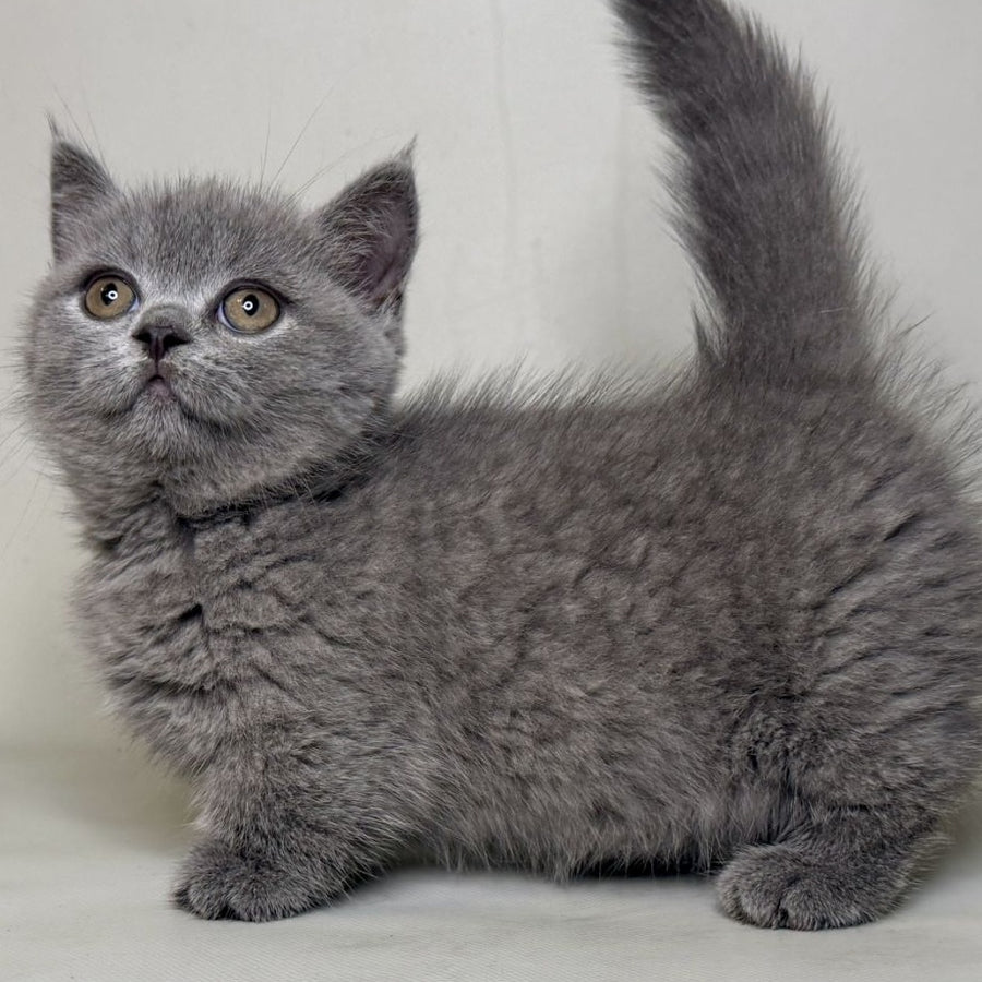 Obi Munchkin female, blue