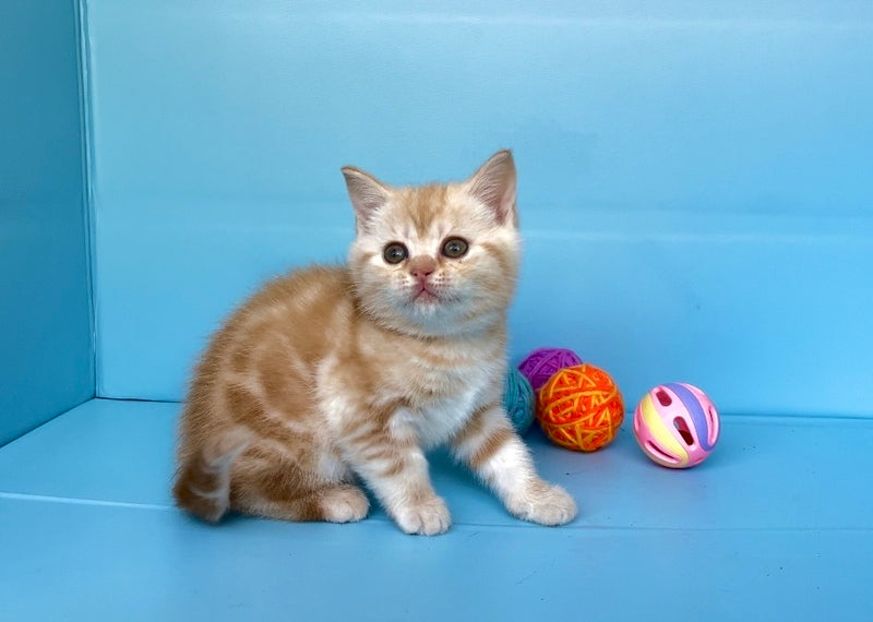 Wong-Pie British Shorthair male red silver tabby - live animals