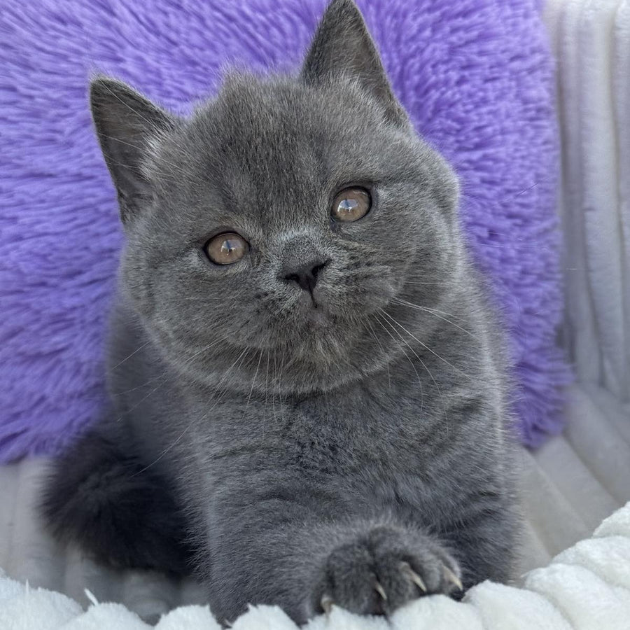 Vanessa Scottish Straight female, blue