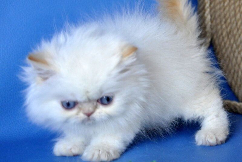 Boston Persian male, cream pointed