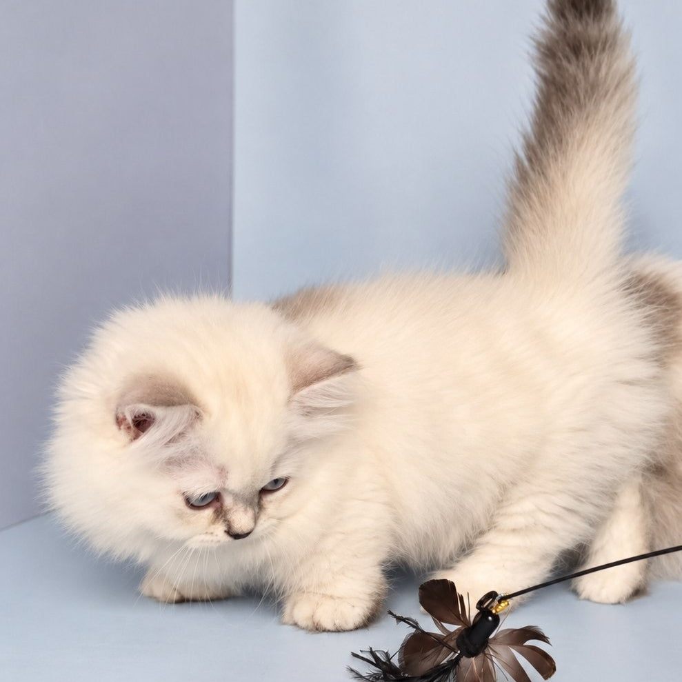 Diana Munchkin female, chocolate silver shaded pointed