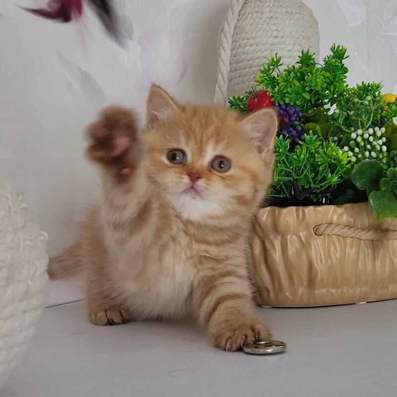 Alina British Shorthair female cinnamon - live animals