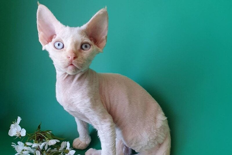 Mike Devon Rex male, cream pointed