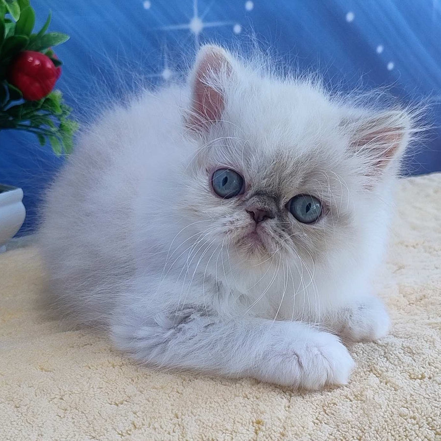 Sesil Persian female, black tabby pointed bicolour