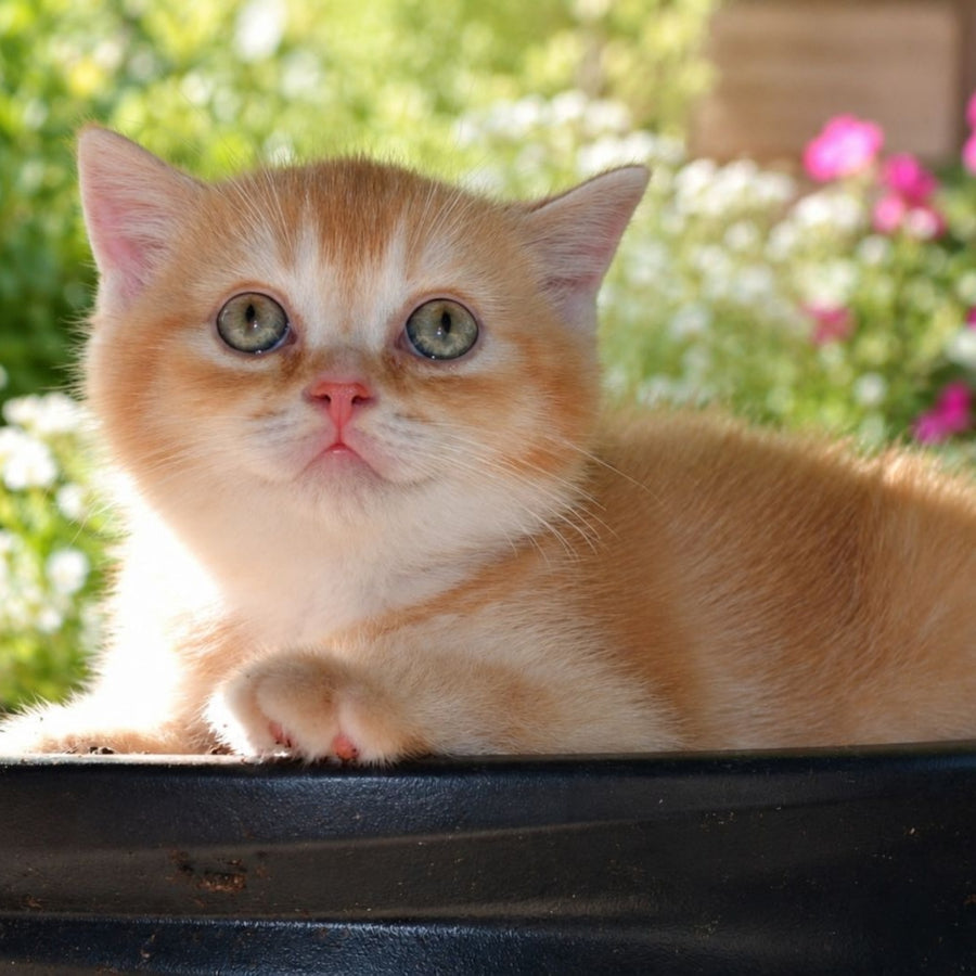 Oliver Scottish Straight male, red ticked tabby