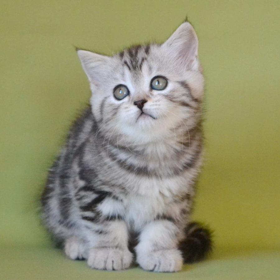 Quiana Scottish Straight female, black silver tabby