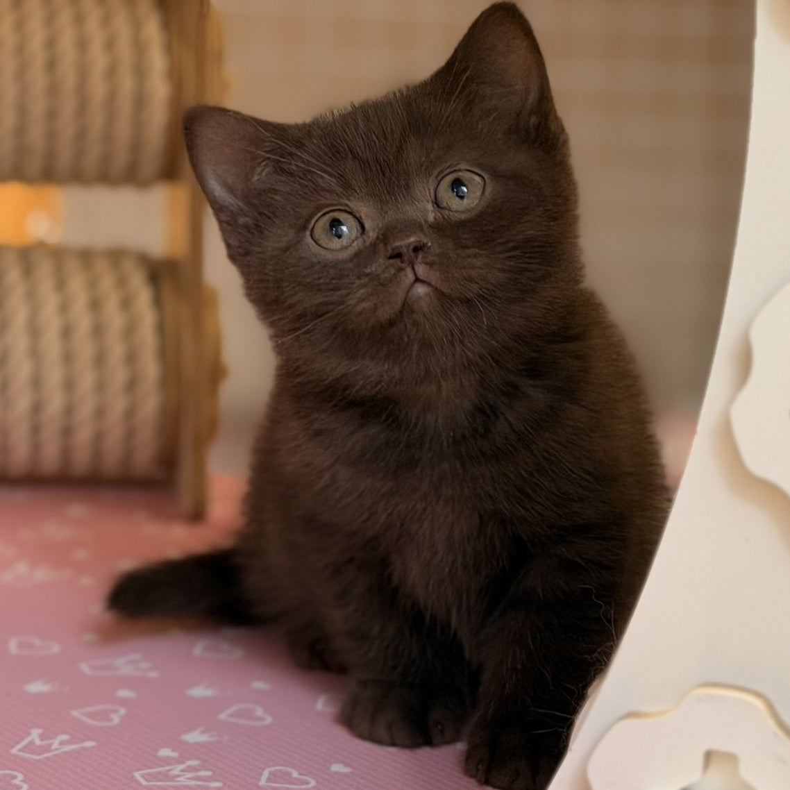 Stanley British Shorthair male, chocolate
