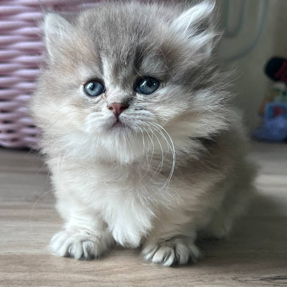Patrisia Munchkin female, blue golden shaded