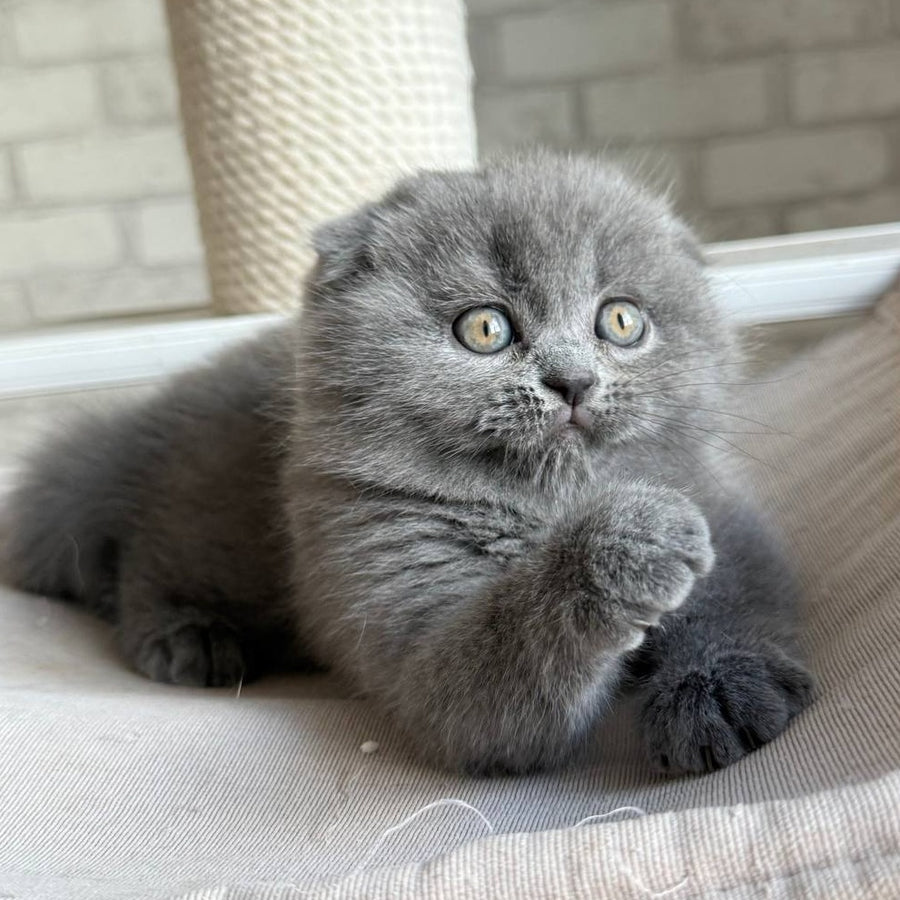 Nora Scottish Fold female, blue