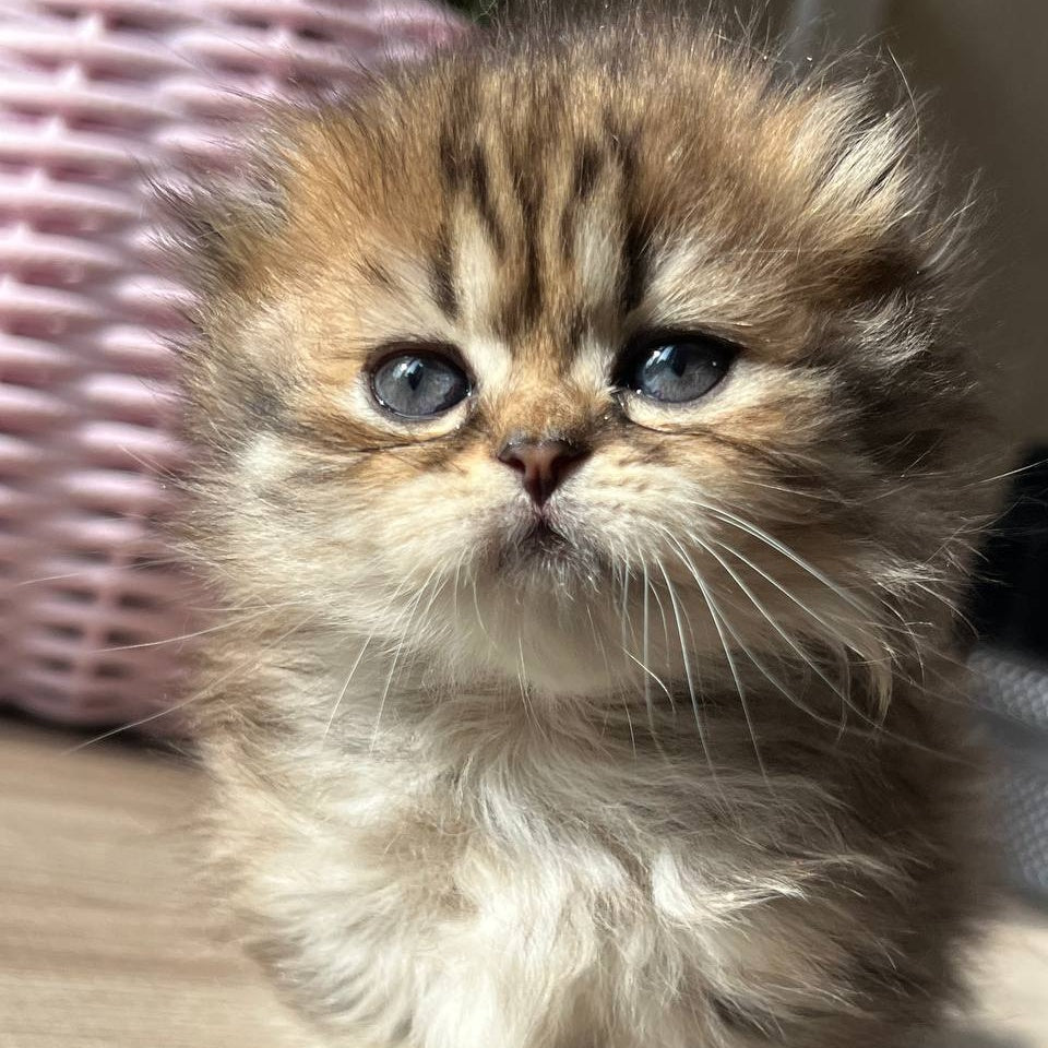 Kykla Munchkin female, black tabby