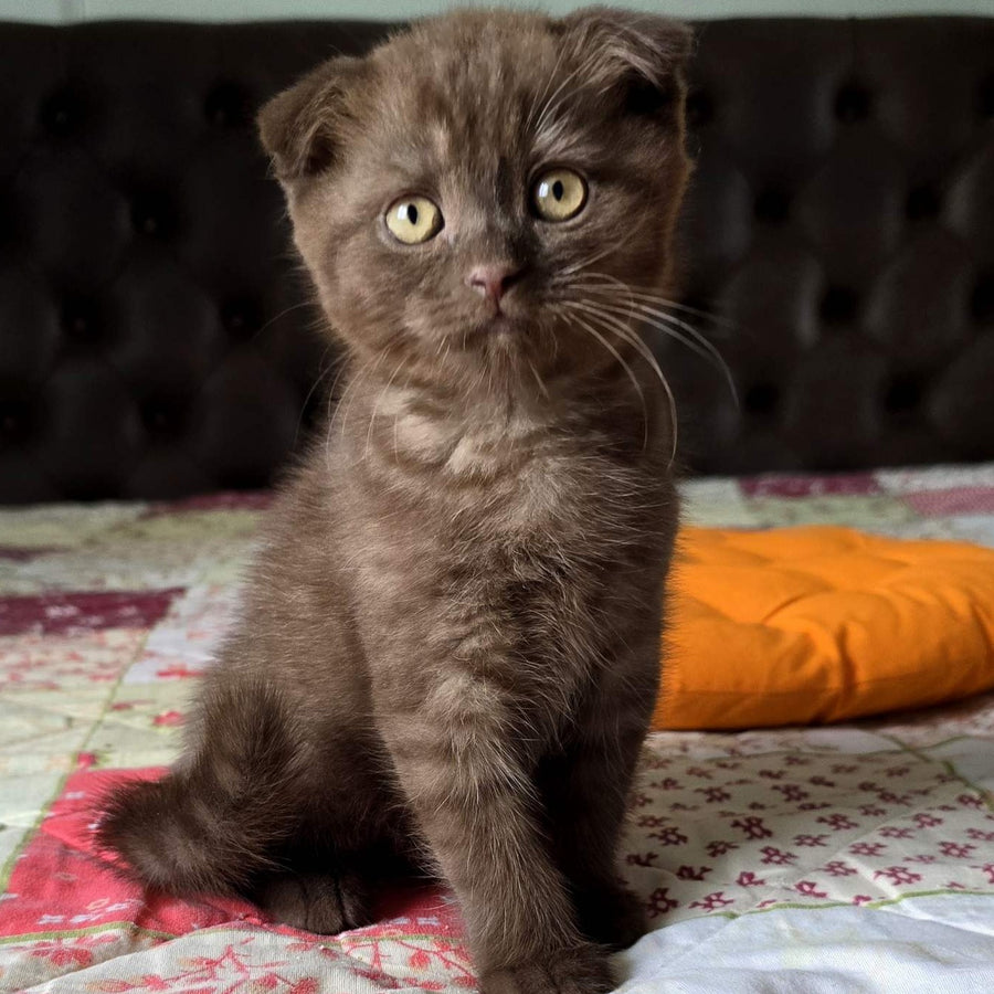 Cookie Scottish Fold male, chocolate