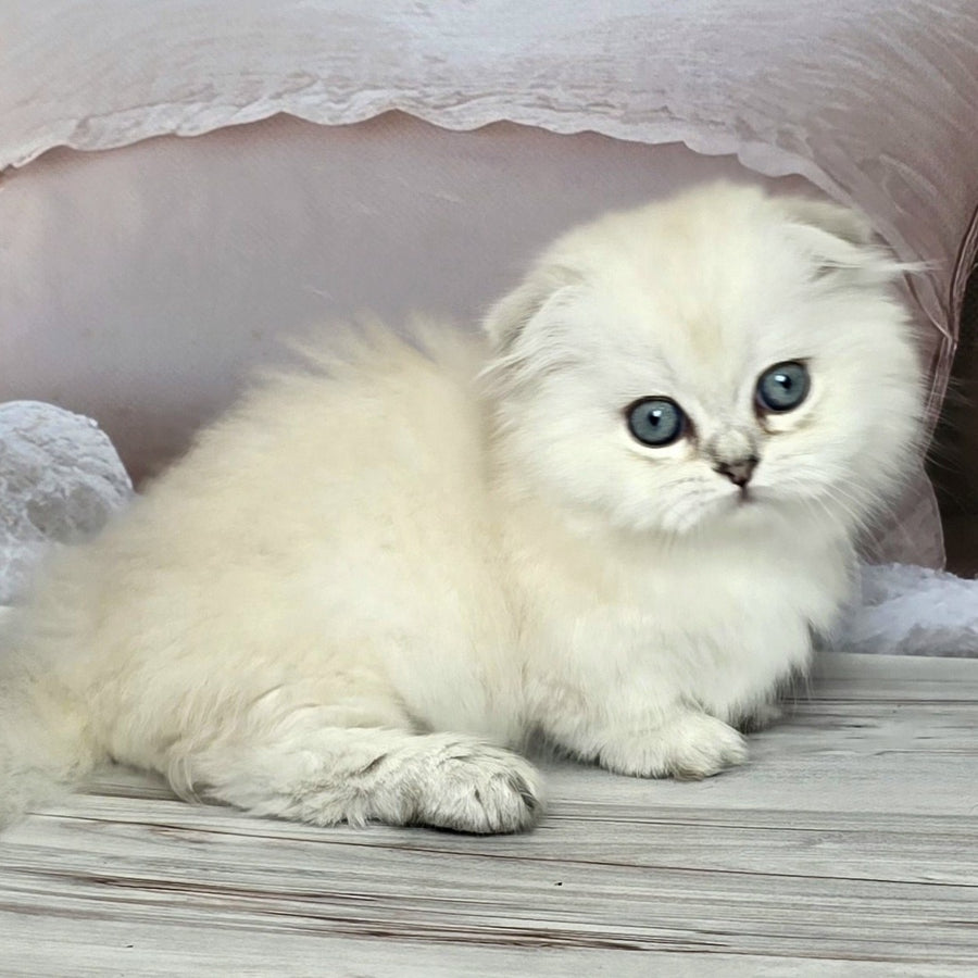 Sapphire Munchkin female, black silver shaded pointed