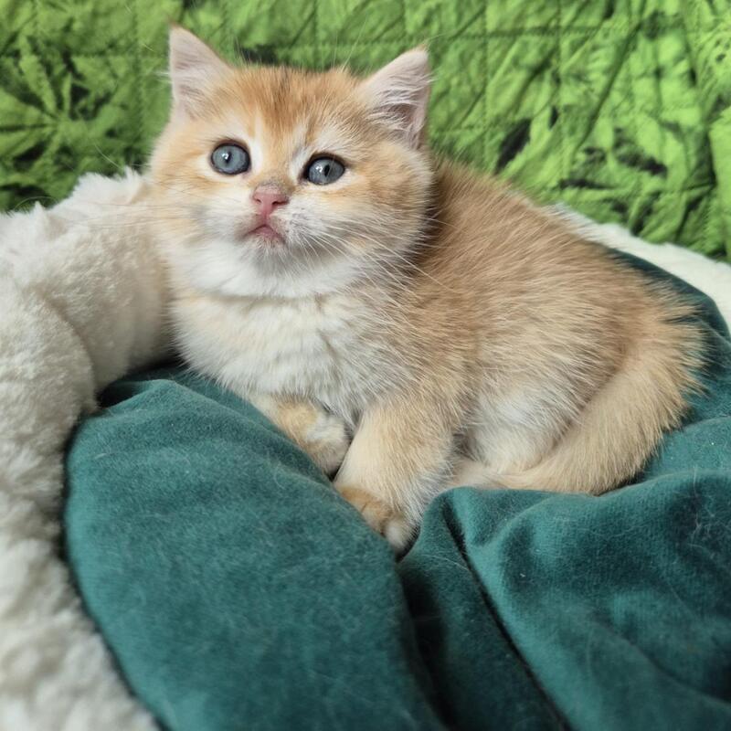 Mirabella British Shorthair female black golden chinchilla - live animals