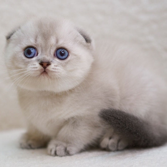 Bond Scottish Fold male, blue ticked tabby pointed