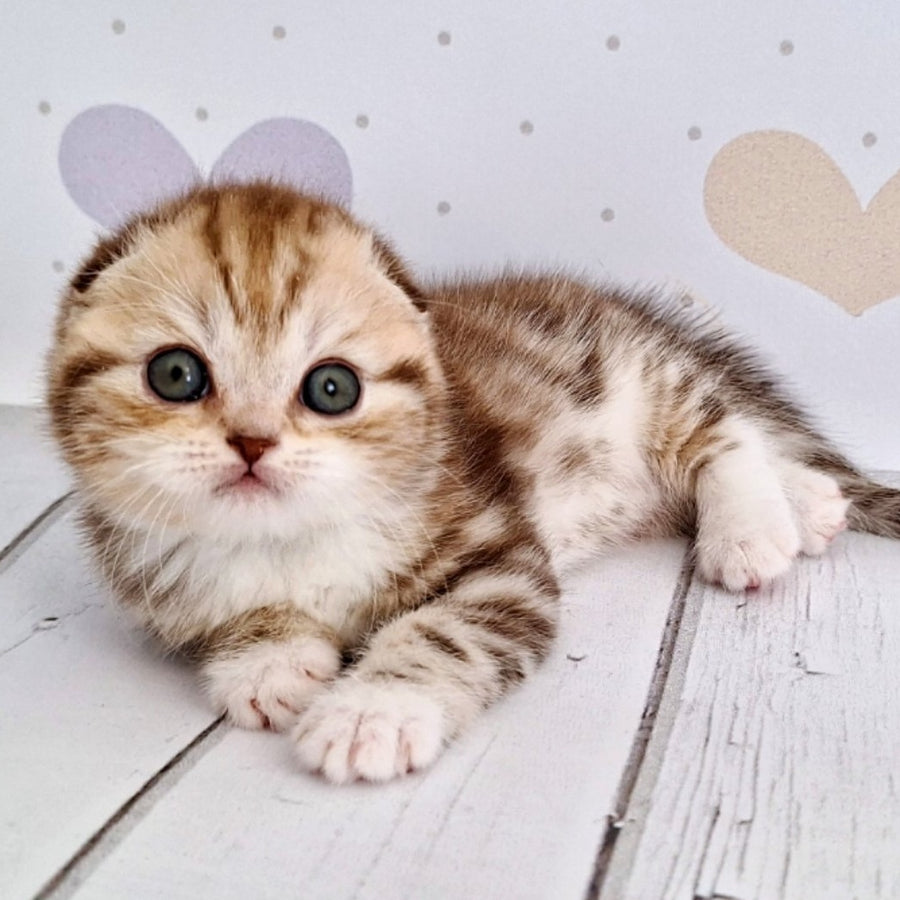 Armani Scottish Fold male, chocolate silver tabby bicolour