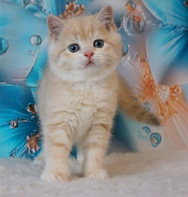 Gucci British Shorthair male, lilac golden shaded