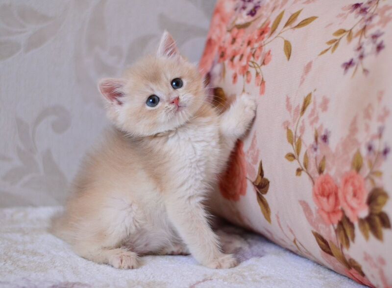Drako British Shorthair male blue golden chinchilla - live animals