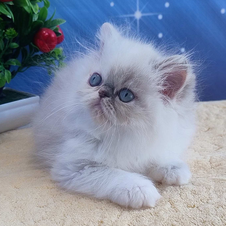 Sesil Persian female, black tabby pointed bicolour