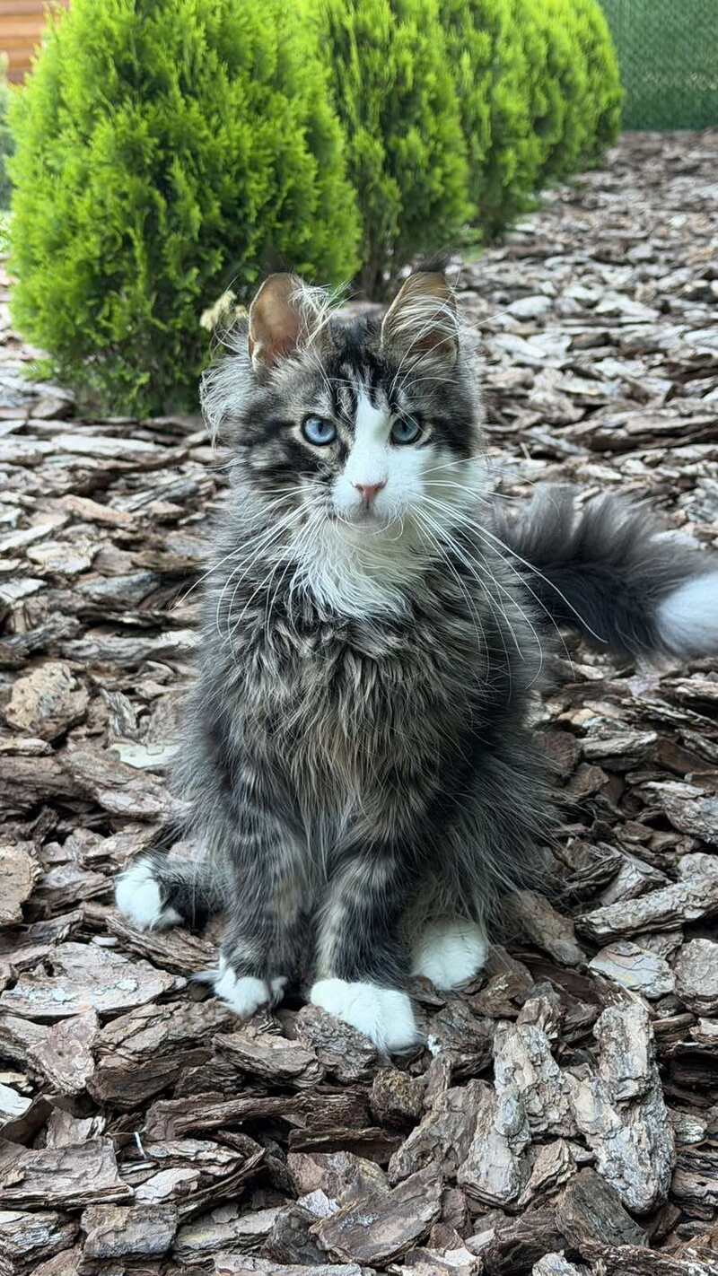 Dior Maine Coon male, black tabby with white