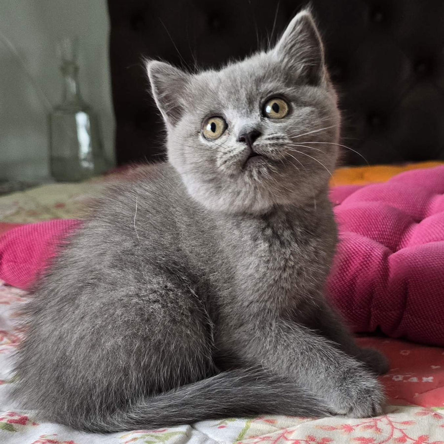 Claudia Scottish Straight female, blue