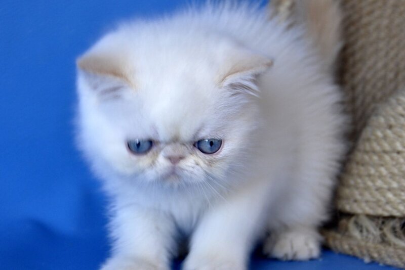 Rico Exotic male, cream pointed
