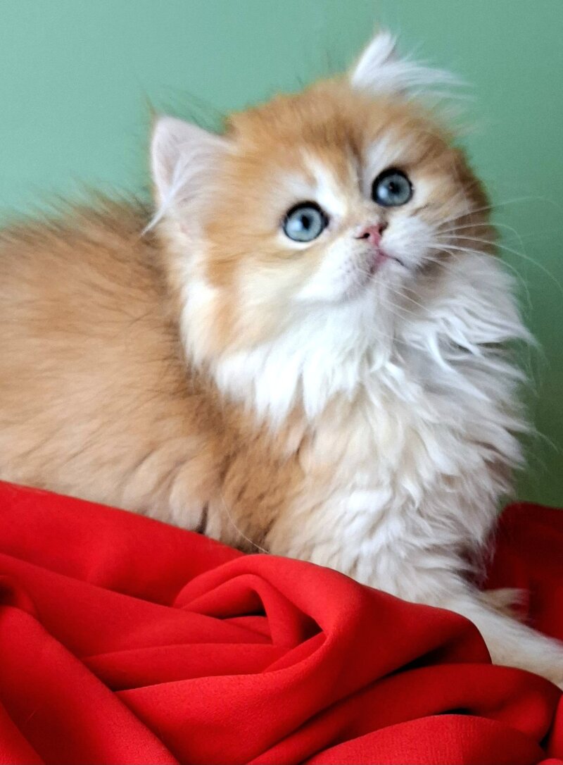 Burzhuy British Longhair male, black golden chinchilla