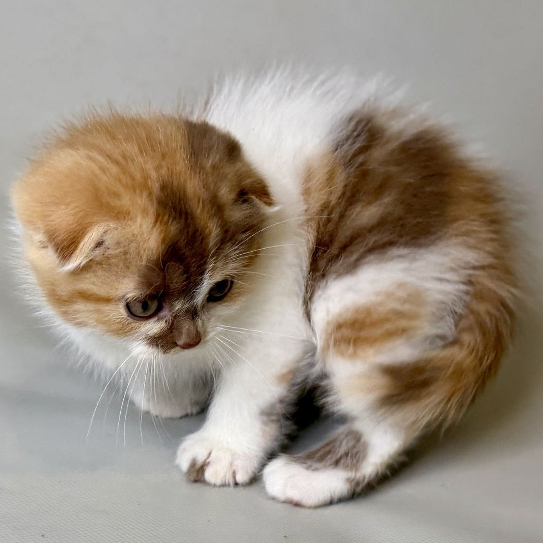 Arlette Scottish Fold female, cinnamon tortie bicolour