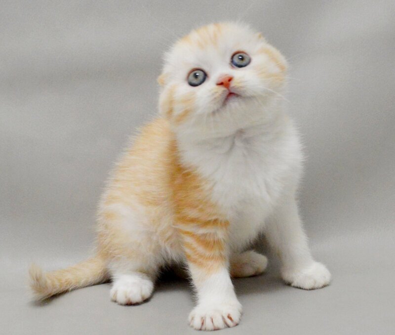 Vincent Scottish Fold male red silver spotted tabby bicolour - live animals