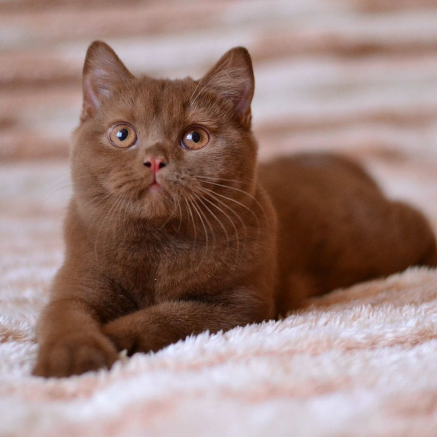 Evan British Shorthair male, cinnamon
