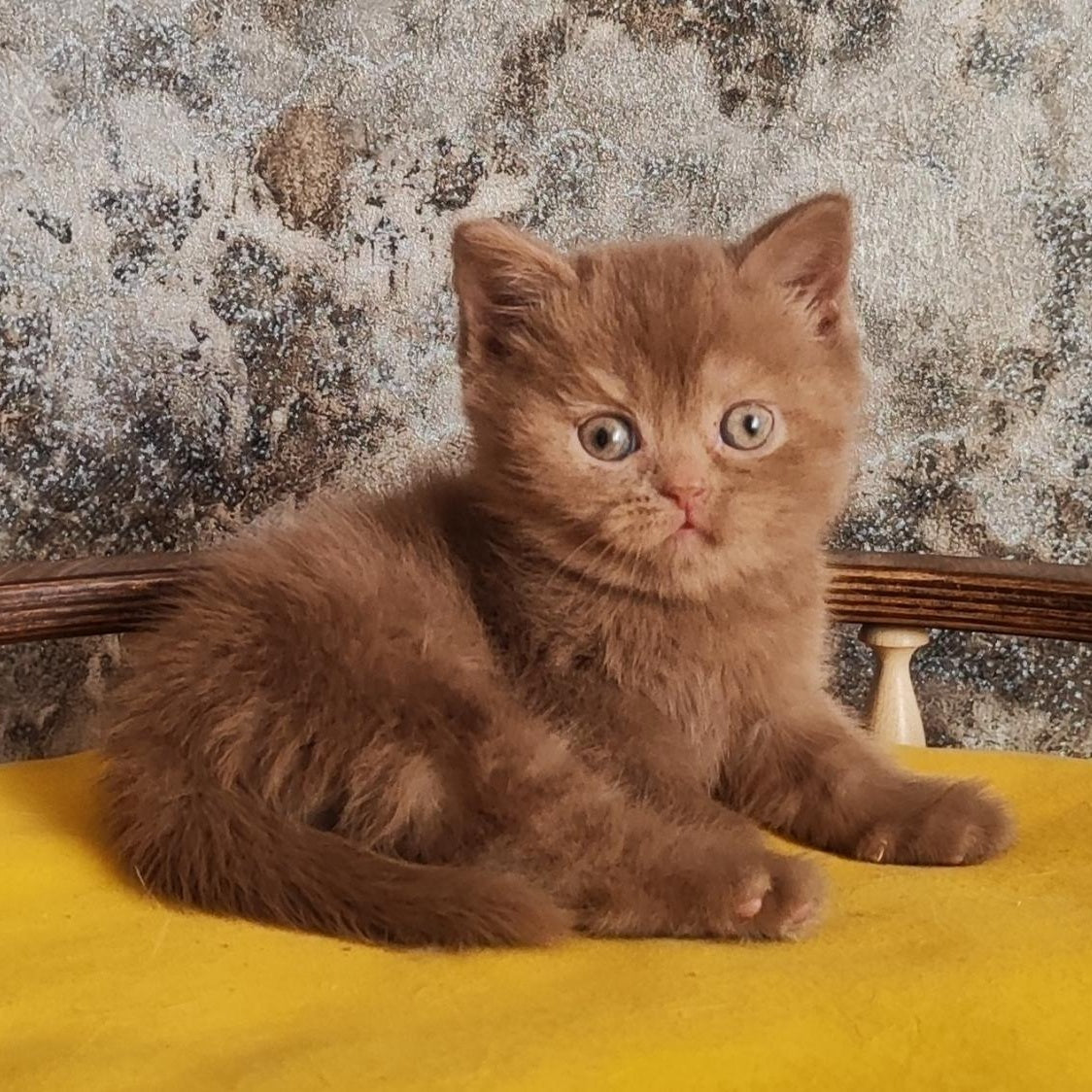 Betty British Shorthair female, cinnamon