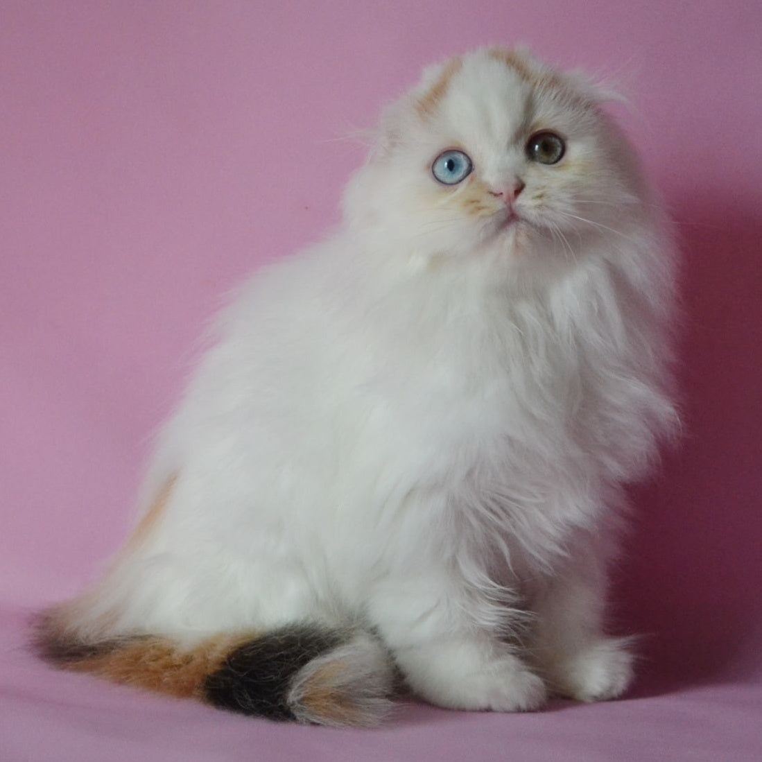 Selena Scottish Fold female, black tortie van