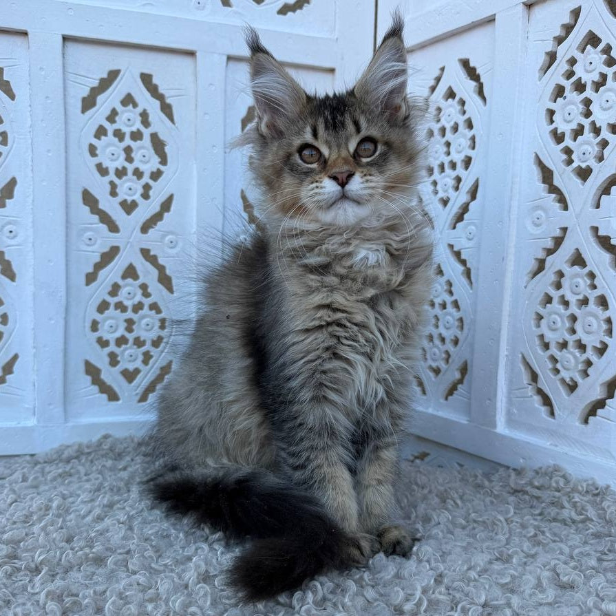 Bambi Maine Coon female, black ticked tabby